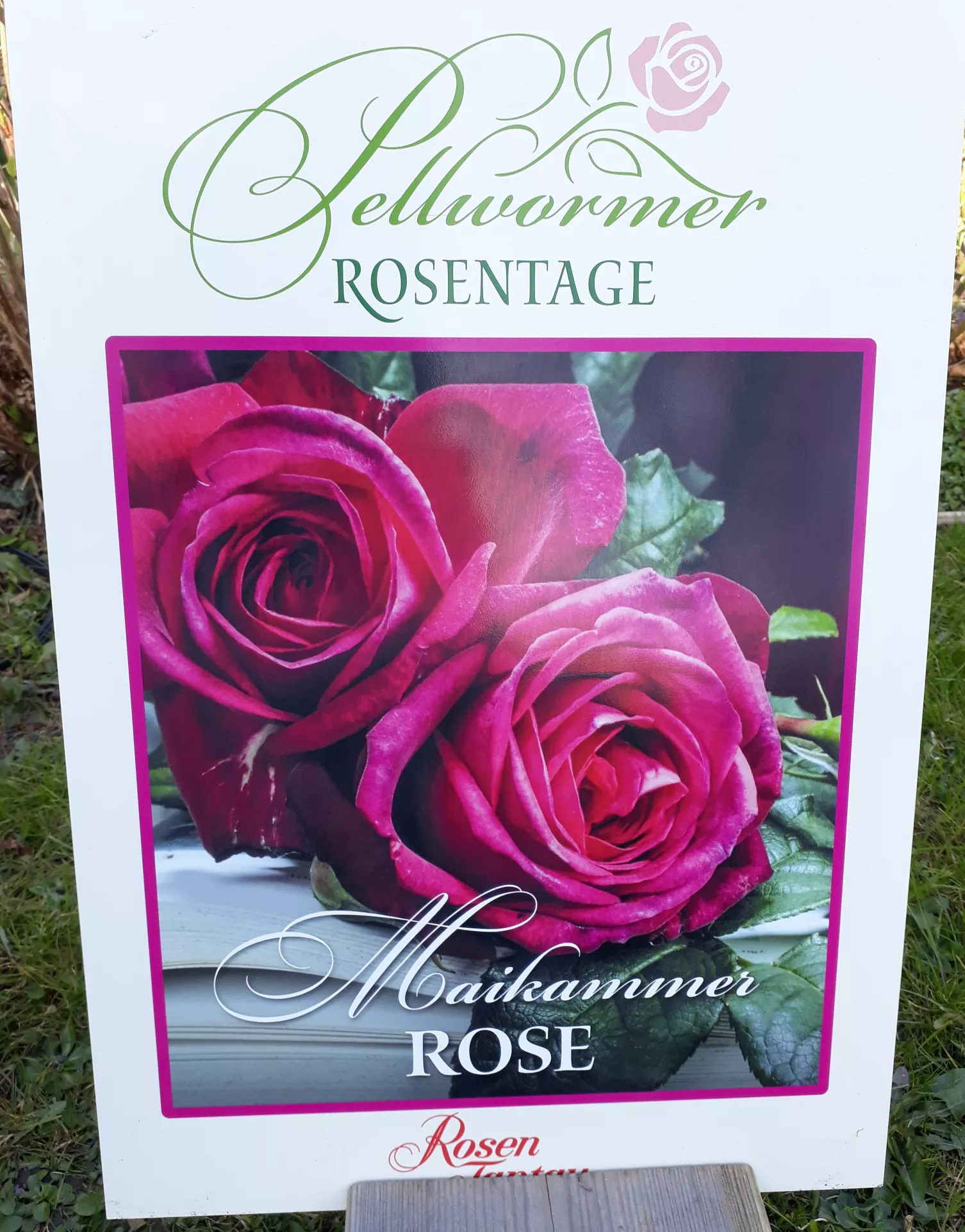 Maikammer Rose Maikammer Rose