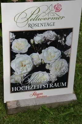 Hochzeitstraum