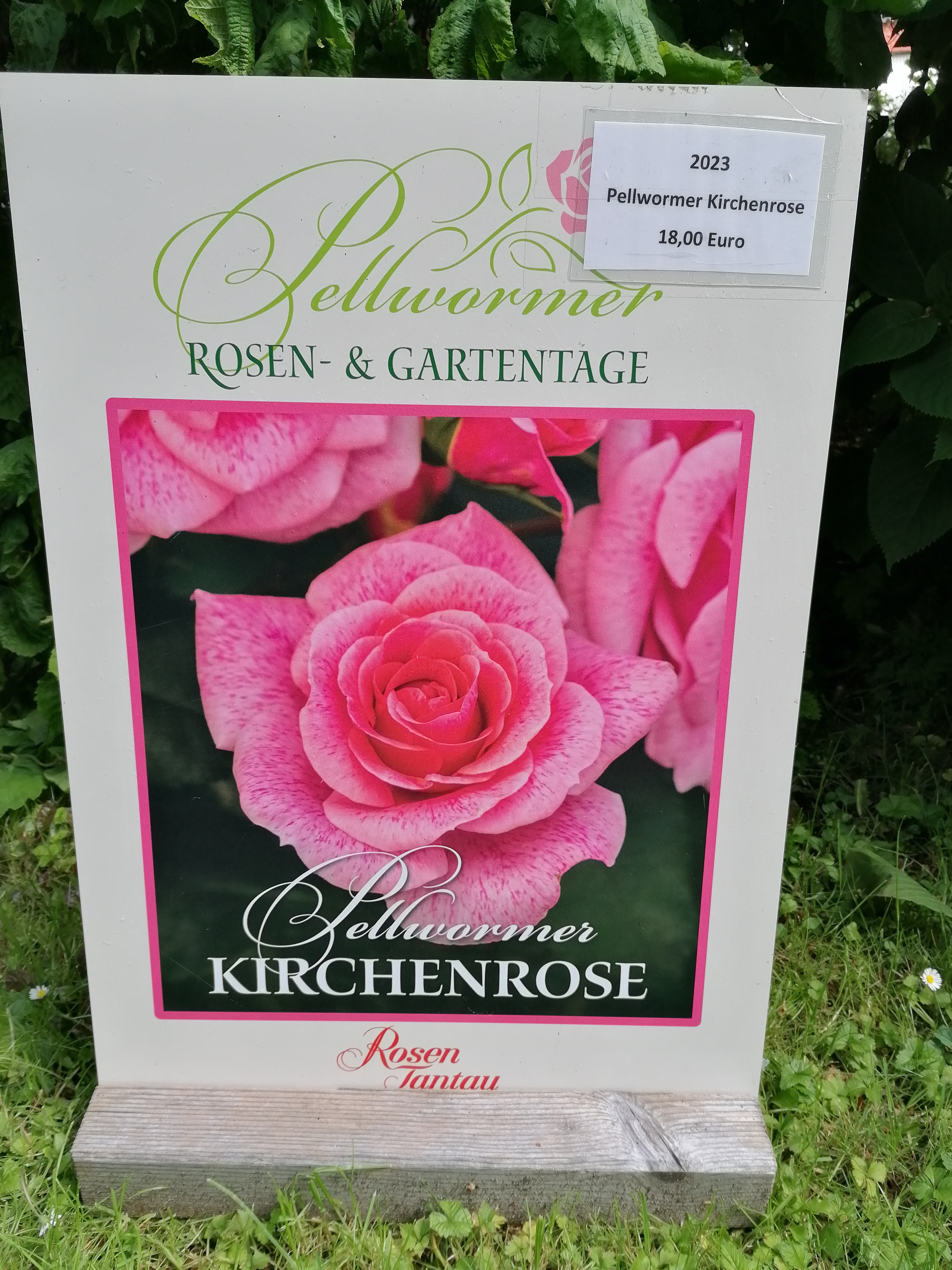 Kirchenrose