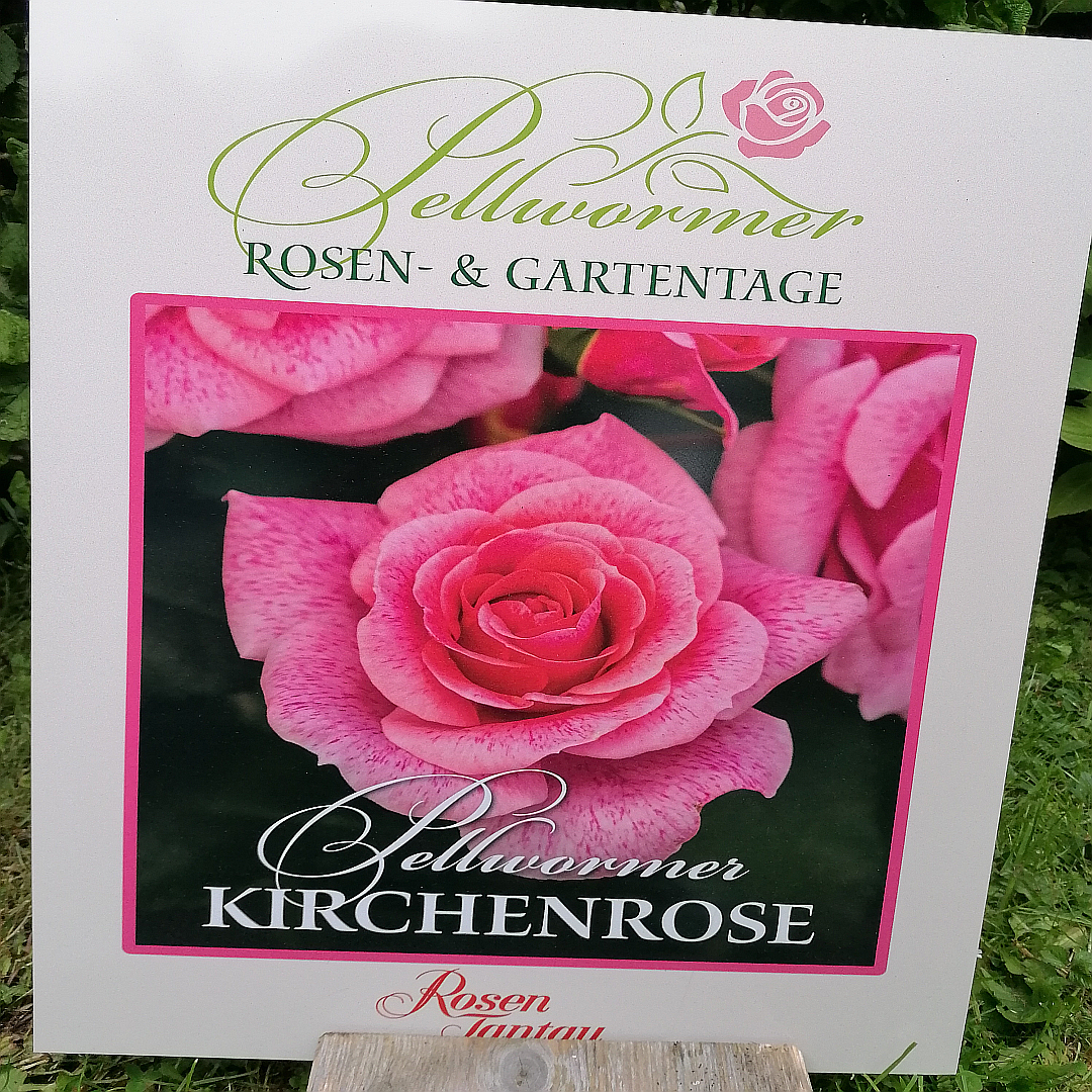 Kirchenrose.png