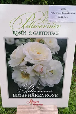 Pellwormer Rose 2025 - Biosphäre