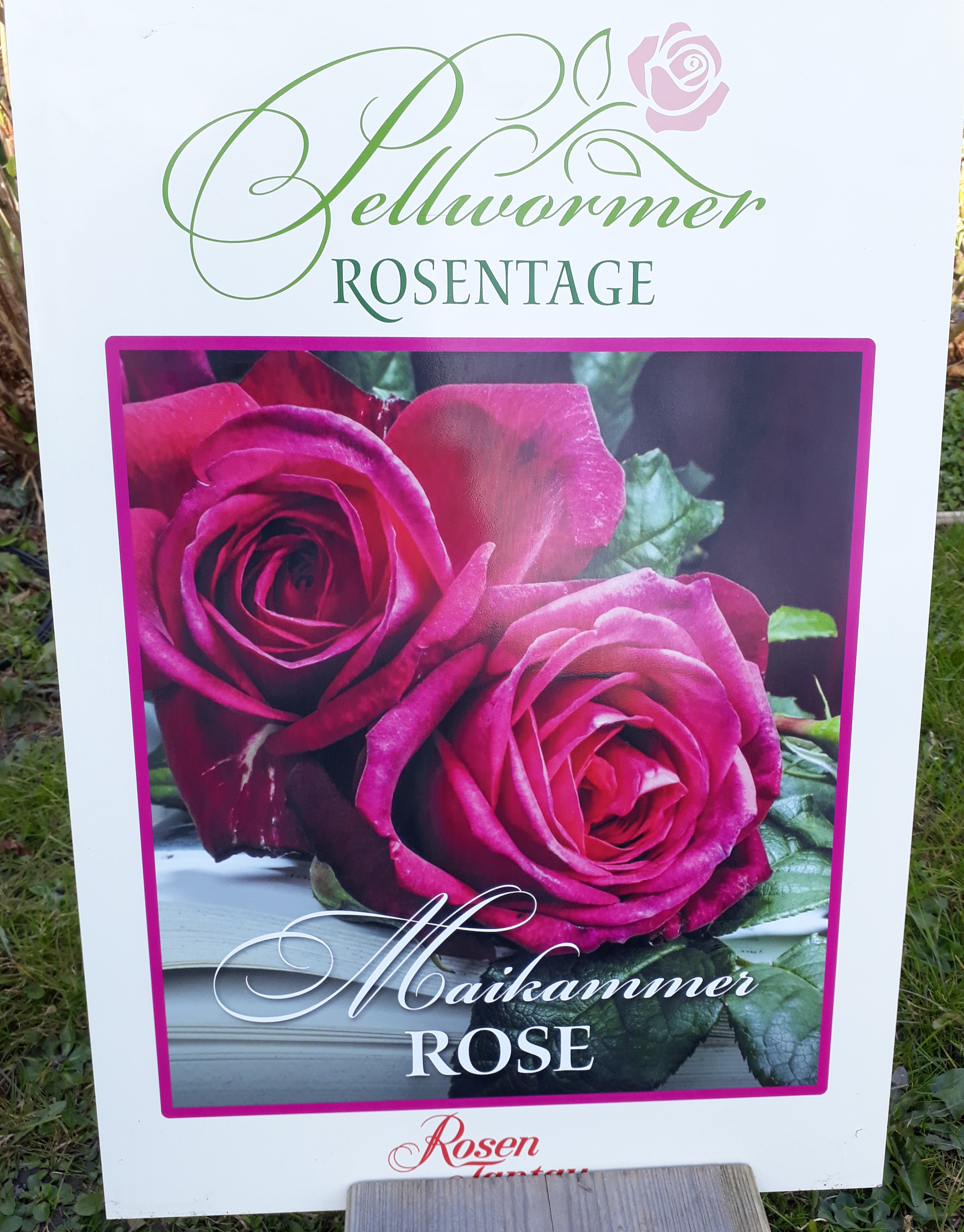 Maikammer Rose 2019